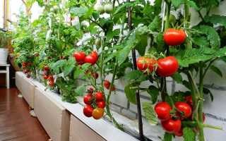 Лучшие для сибири сорта